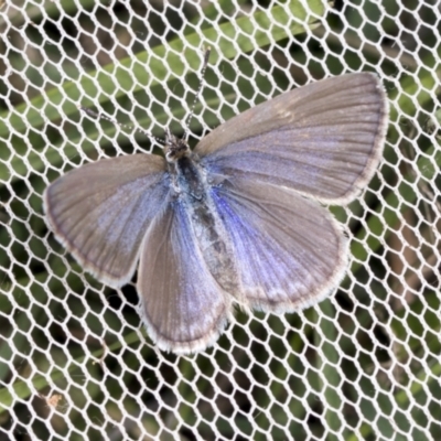 Zizina otis (Common Grass-Blue) at Higgins, ACT - 28 Dec 2021 by AlisonMilton