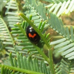 Peltoschema sp. (genus) (Leaf beetle) at Lake George, NSW - 24 Dec 2021 by Christine