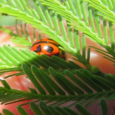 Peltoschema oceanica (Oceanica leaf beetle) at Lake George, NSW - 24 Dec 2021 by Christine