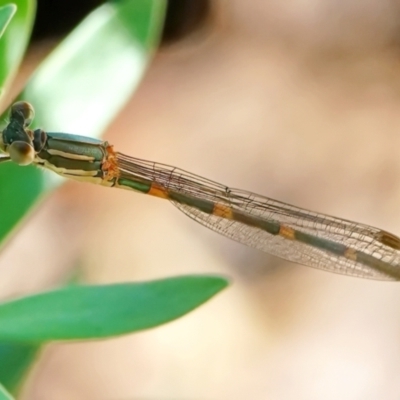 Austrolestes leda (Wandering Ringtail) at Page, ACT - 29 Dec 2021 by DonT