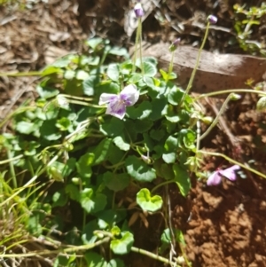 Viola hederacea at Cotter River, ACT - 29 Dec 2021 12:33 PM