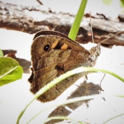 Geitoneura klugii (Marbled Xenica) at Bimberi Nature Reserve - 29 Dec 2021 by JohnBundock