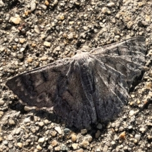 Crypsiphona ocultaria at Bruce, ACT - 28 Dec 2021