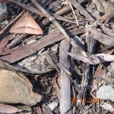 Epidesmia hypenaria (Long-nosed Epidesmia) at Cotter River, ACT - 29 Dec 2021 by GirtsO