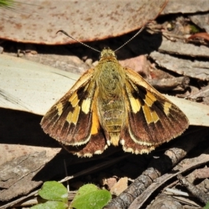 Trapezites eliena at Cotter River, ACT - 29 Dec 2021 12:01 PM