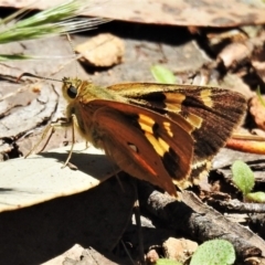 Trapezites eliena at Cotter River, ACT - 29 Dec 2021 12:01 PM