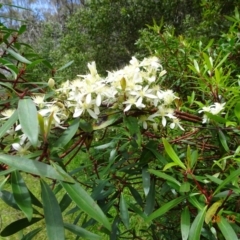 Clematis aristata (Mountain Clematis) at Cotter River, ACT - 28 Dec 2021 by GirtsO