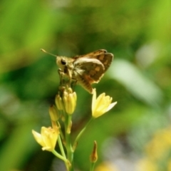 Ocybadistes walkeri (Green Grass-dart) at Aranda, ACT - 29 Dec 2021 by KMcCue