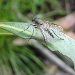 Dolichopodidae (family) (Unidentified Long-legged fly) at Cotter River, ACT - 28 Dec 2021 by GirtsO