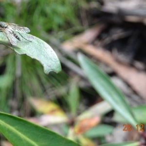 Dolichopodidae (family) at Cotter River, ACT - 28 Dec 2021 11:55 AM