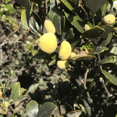 Avicennia marina subsp. australasica (Grey Mangrove) at Rhyll, VIC - 16 Dec 2021 by Tapirlord