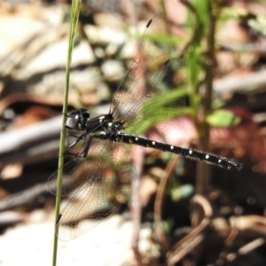 Eusynthemis guttata at Cotter River, ACT - 29 Dec 2021