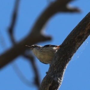 Daphoenositta chrysoptera at Hawker, ACT - 29 Dec 2021