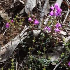 Tetratheca bauerifolia (Heath Pink-bells) at Cotter River, ACT - 28 Dec 2021 by GirtsO