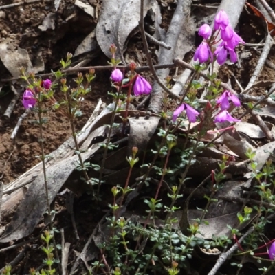 Tetratheca bauerifolia (Heath Pink-bells) at Cotter River, ACT - 28 Dec 2021 by GirtsO