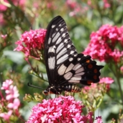 Papilio anactus (Dainty Swallowtail) at Hackett, ACT - 28 Dec 2021 by DavidForrester