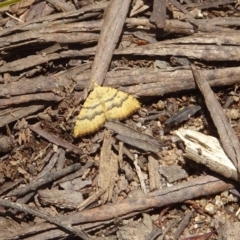 Chrysolarentia correlata at Cotter River, ACT - 28 Dec 2021