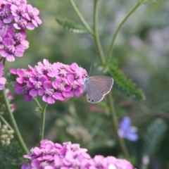 Nacaduba biocellata (Two-spotted Line-Blue) at Hackett, ACT - 23 Dec 2021 by DavidForrester