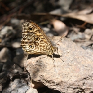 Geitoneura acantha at Ainslie, ACT - 29 Dec 2021