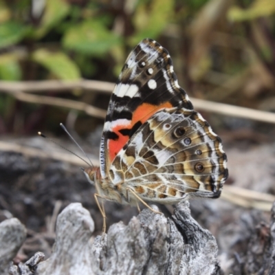 Vanessa kershawi (Australian Painted Lady) at Hackett, ACT - 24 Dec 2021 by DavidForrester