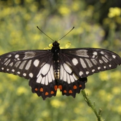 Papilio anactus (Dainty Swallowtail) at Ainslie, ACT - 29 Dec 2021 by DavidForrester