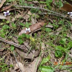 Viola hederacea (Ivy-leaved Violet) at Cotter River, ACT - 28 Dec 2021 by GirtsO