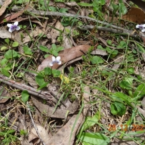 Viola hederacea at Cotter River, ACT - 28 Dec 2021 12:28 PM