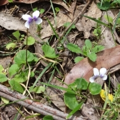 Viola hederacea at Cotter River, ACT - 28 Dec 2021 12:28 PM