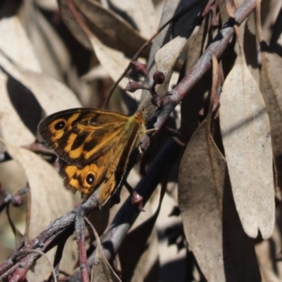 Heteronympha merope (Common Brown Butterfly) at Hawker, ACT - 28 Dec 2021 by Tammy