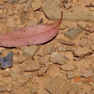 Zizina otis at Cotter River, ACT - 28 Dec 2021 01:22 PM