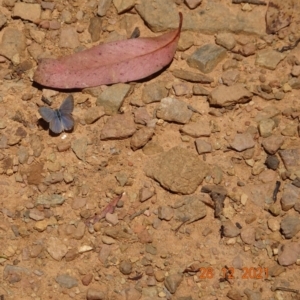 Zizina otis at Cotter River, ACT - 28 Dec 2021 01:22 PM