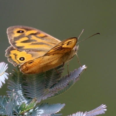 Heteronympha merope (Common Brown Butterfly) at Pearce, ACT - 27 Dec 2021 by RodDeb