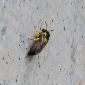 Hylaeus (Euprosopis) elegans at Torrens, ACT - 27 Dec 2021 03:26 PM