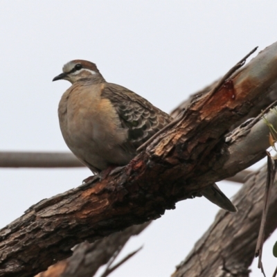 Phaps chalcoptera (Common Bronzewing) at Pearce, ACT - 27 Dec 2021 by RodDeb