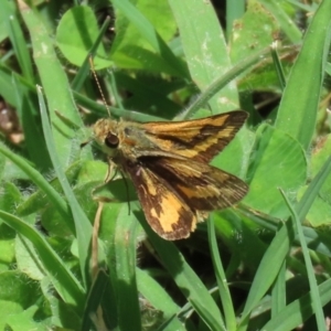 Ocybadistes walkeri at Macarthur, ACT - 28 Dec 2021 12:46 PM