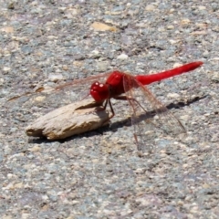 Diplacodes haematodes (Scarlet Percher) at Coombs, ACT - 28 Dec 2021 by RodDeb