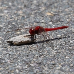 Diplacodes haematodes at Coombs, ACT - 28 Dec 2021 01:47 PM