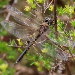 Hemicordulia tau (Tau Emerald) at Coombs, ACT - 28 Dec 2021 by RodDeb