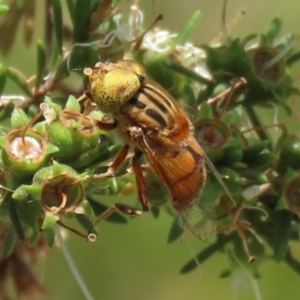 Eristalinus (genus) at Coombs, ACT - 28 Dec 2021 02:09 PM