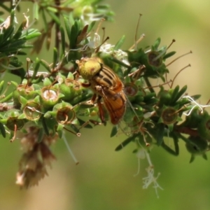 Eristalinus (genus) at Coombs, ACT - 28 Dec 2021 02:09 PM