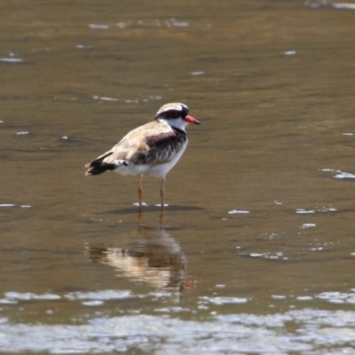 Charadrius melanops (Black-fronted Dotterel) at Coombs Ponds - 28 Dec 2021 by RodDeb