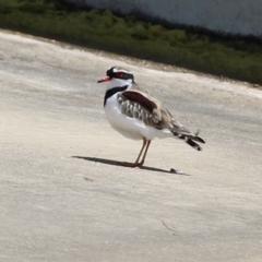 Charadrius melanops at Coombs, ACT - 28 Dec 2021 02:28 PM