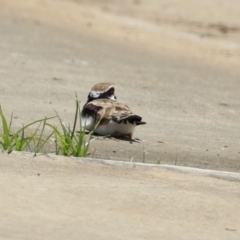 Charadrius melanops at Coombs, ACT - 28 Dec 2021 02:28 PM