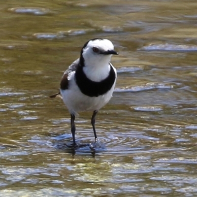 Epthianura albifrons (White-fronted Chat) at Coombs, ACT - 28 Dec 2021 by RodDeb