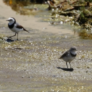 Epthianura albifrons at Coombs, ACT - 28 Dec 2021