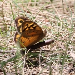 Heteronympha merope (Common Brown Butterfly) at Isabella Plains, ACT - 29 Dec 2021 by RodDeb