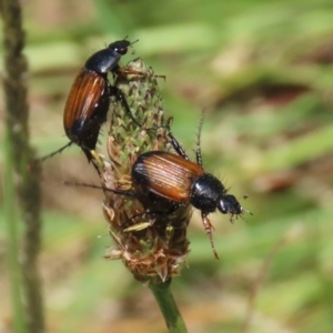 Phyllotocus navicularis at Bonython, ACT - 29 Dec 2021