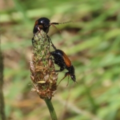 Phyllotocus navicularis at Bonython, ACT - 29 Dec 2021