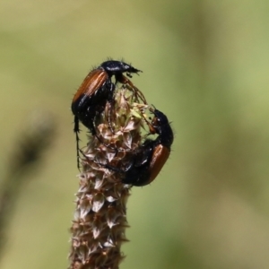 Phyllotocus navicularis at Bonython, ACT - 29 Dec 2021