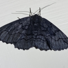 Melanodes anthracitaria (Black Geometrid) at Jerrabomberra, NSW - 29 Dec 2021 by SteveBorkowskis